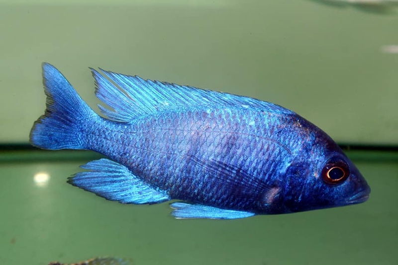 Placidochromis sp. 'phenochilus tanzania'